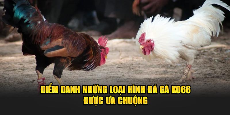 Điểm danh những loại hình đá gà KO66 được ưa chuộng