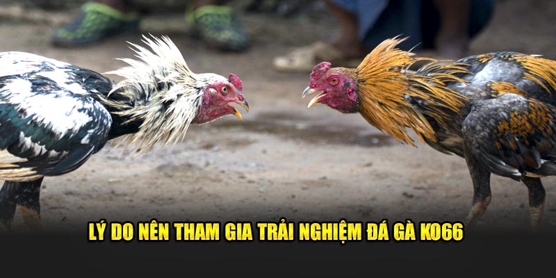 Lý do nên tham gia trải nghiệm đá gà KO66